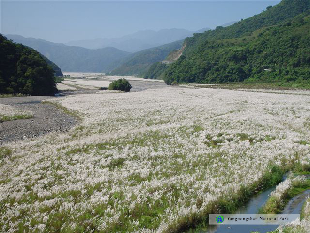 Silver-Grass